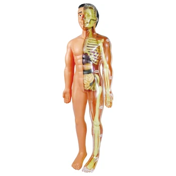 Ľudské Telo Anatómie Model Pre Deti Trupu Anatómie Model S Odnímateľné Časti Vzdelávacie Vedy Súpravy Pre Lekárske Vzdelávania Študentov